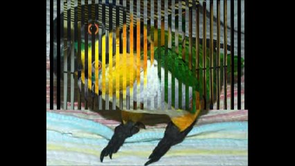 The Caiques Parrots!