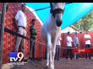 Mumbai : Meet Panna Lal, The Donkey who can tell if you are having an extra marital affair - Tv9