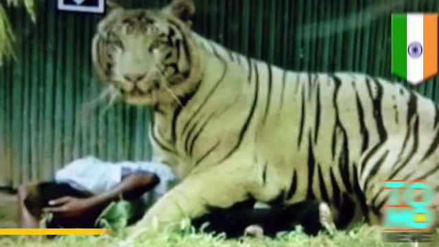 Testigos graban a hombre ser atacado por un tigre blanco en el Zoológico de Nueva Delhi