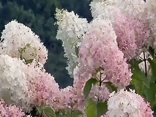 Little Lime and Little Lamb Hydrangeas