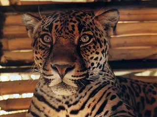 Animali pericolosi