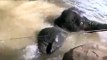 Baby Elephants Swimming at St louis Zoo