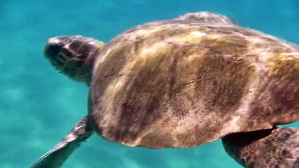 Caretta caretta - Zakynthos 2015