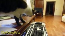Funny Videos   Funny Cats   Funny Vines   Cool Cute Videos #3