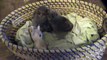 owls - Monteen McCord feeding baby Screech owls  052513