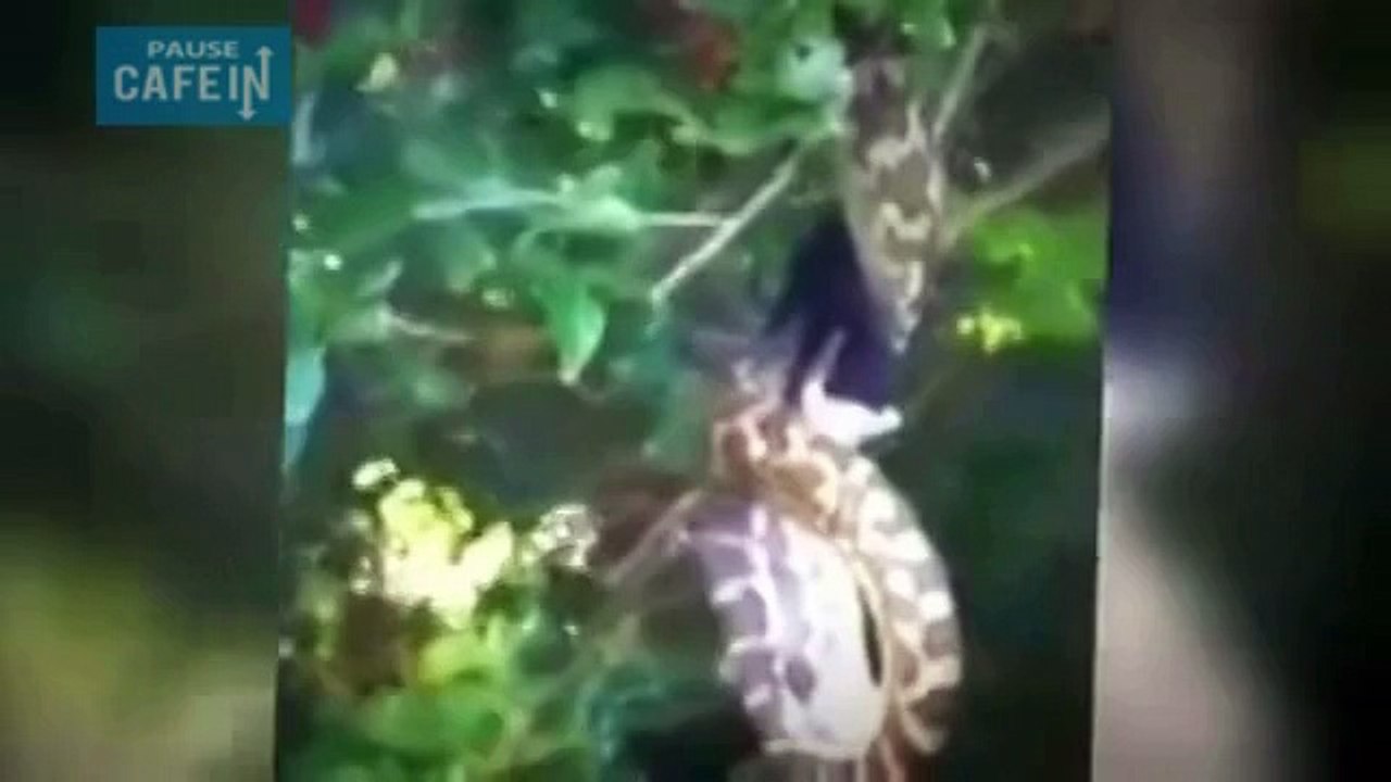 Un serpent dévore une chauve-souris géante ! Vous êtes en Australie