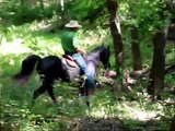 Georgia Fearless FUN Smooth Tennessee Walking Trail Horse .wmv