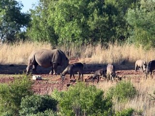 Chasseur en Afrique, pour l'amour de la brousse