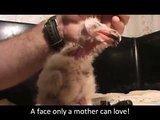 feeding baby barn owls