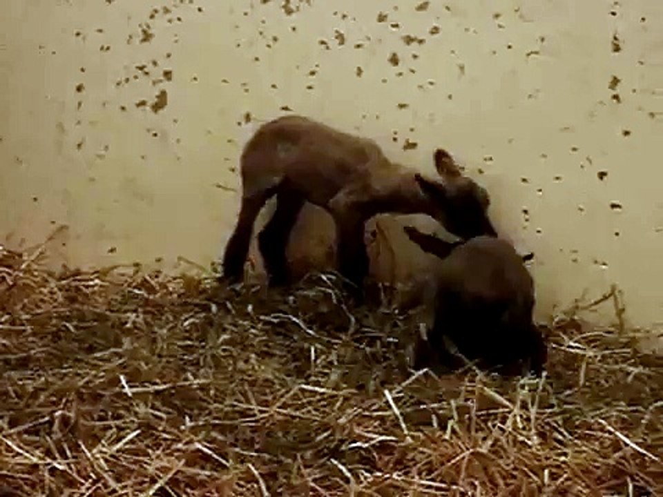Lambs