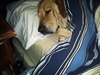 Winston - Laziest and Most Spoiled Rotten Dog