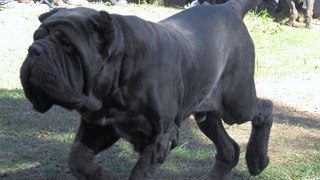 Top 10 Largest Dog Breeds In The World