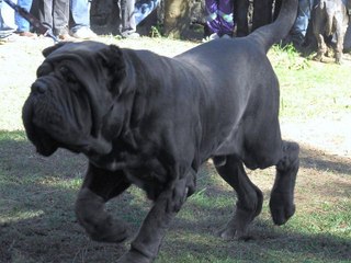 Top 10 Largest Dog Breeds In The World