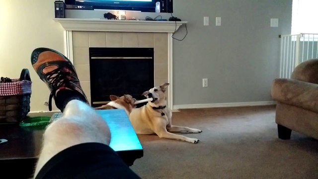 Un chien très futé piège un autre chien. On lui fait pas à l'envers à lui