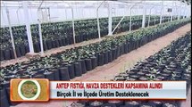 ANTEP FISTIĞI, HAVZA DESTEKLERİ İÇİNE ALINDI 15.03.2012