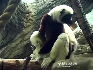 Sifaka baby at Saint Louis Zoo