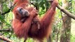 Indonésie: la disparition de la forêt menace les orangs-outans