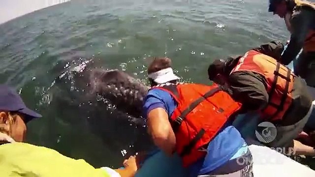 Incredible Whale Encounter - Mother Gray Whale Lifts Her Calf Out of the Water! [HD]