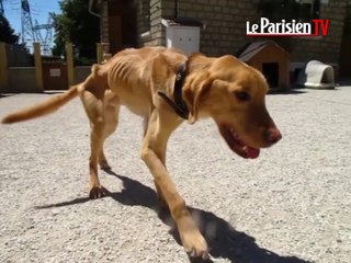 Lucky, affamé par ses propriétaires, allait mourir de faim