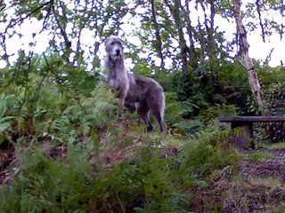 Butch our beautifull Irish Wolfhound