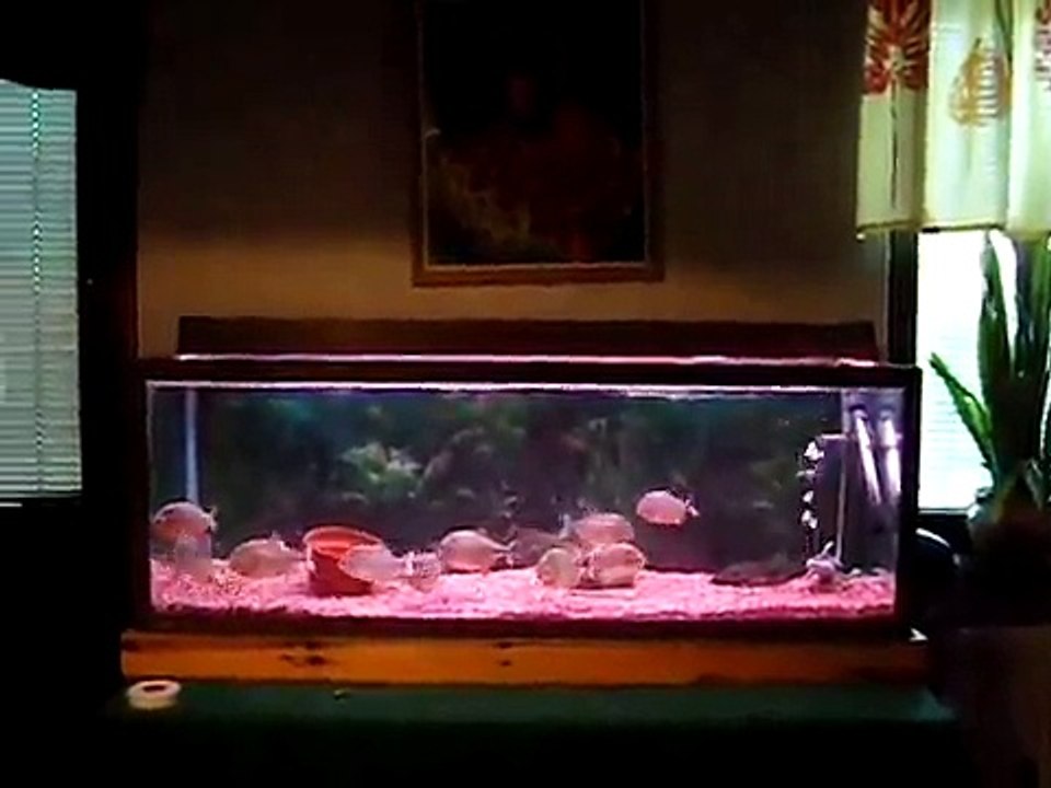 Red piranha gets dinner