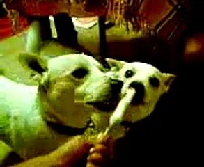 Cagnolini che mangiano il gelato per rinfrescarsi un pò!!!