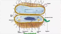 FSc Biology Book1, CH 6, LEC 5; Bacterial Cell Structure - Part3