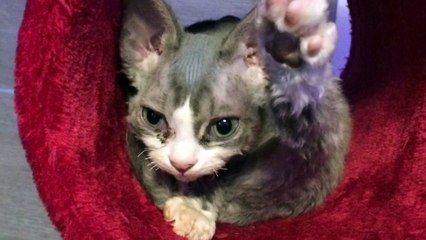 Mes bébés chats