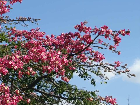 TANGOS FAMOSOS ARGENTINOS : GRACE JONES & Astor PIAZZOLLA en LIBERTANGO