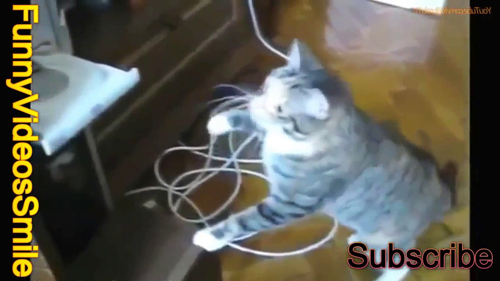 FUNNY VIDEOS 2015: Funny Cats - Funny Fails - Funny Animals - Cat Funny Videos