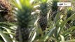 Pineapple Fiber Production Project for Batas Multi Purpose Cooperative