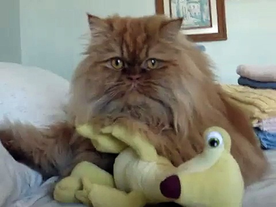 Gato Gordo odeia o Sid