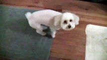 Cute, smiley dog sneezes yes!! Extended Version With Sildeshow!