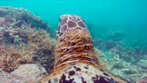 Découvrir la grande barrière de corail à travers les yeux d'une tortue - Magique