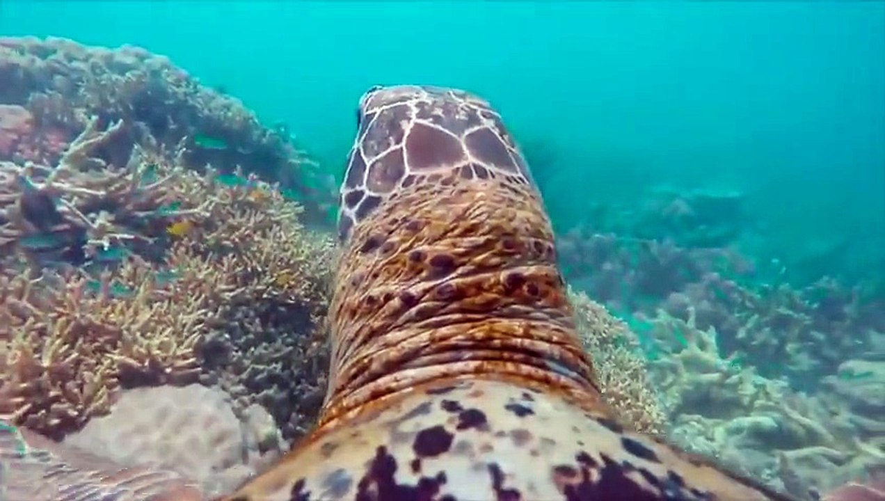 Découvrir la grande barrière de corail à travers les yeux d'une tortue - Magique