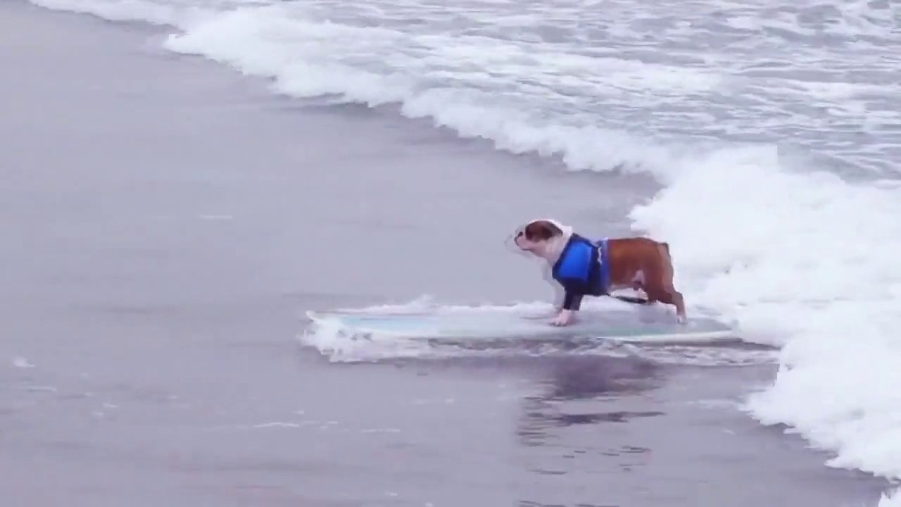 DDplus dog bed ON THE BEACH
