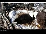 Changing of the Guard -- Minnesota DNR Eagle Cam