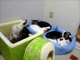 眠れねこねこ　２３５５