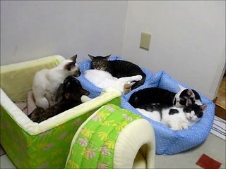 眠れねこねこ　２３５５
