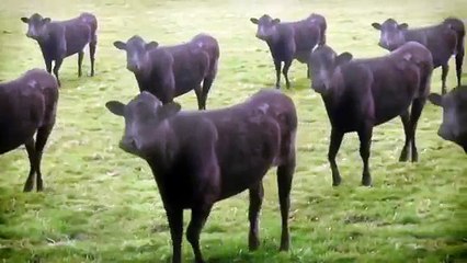 Vacas, vacas, Vacas ???? las vacas y las vacas?