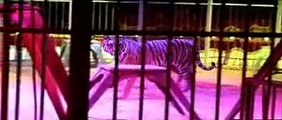 CIRCO FLORILEGIO   circo darix togni  il circo togni   famiglia togni è una trai più importanti circhi al mondo  numerosi gli spettacoli soprattutto con animali e belve feroci  tigri  leoni