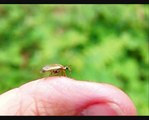 Insects taking off in Slow Motion