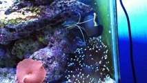 90 Gallon reef aquarium build update #2