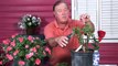 Growing Roses : When to Prune Miniature Roses