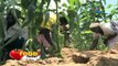 Food Friday: Young farmers in Machakos making a difference