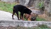 Animal Planet 2015 Tiger And Dog - Discovery Channel - Wildlife Animals - Tiger Documentary