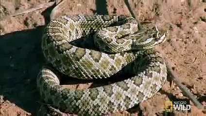 Documentary Rattler vs  Roadrunner   Animal Fight Night