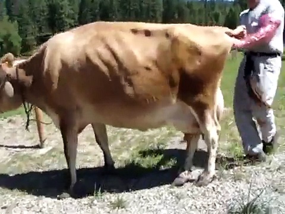 How to breed a cow using artificial insemination