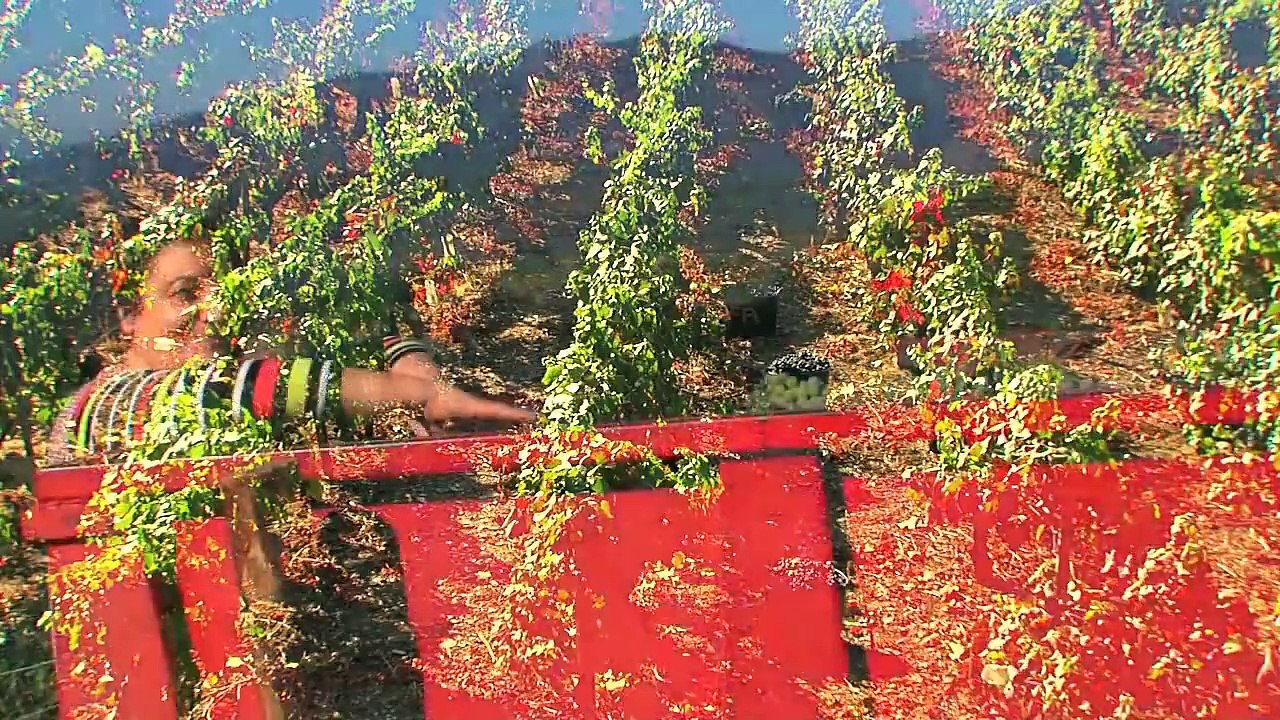 Canción de Vendimia