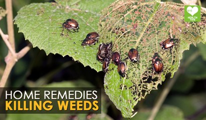 Weeds - Home Remedies | Health Tips
